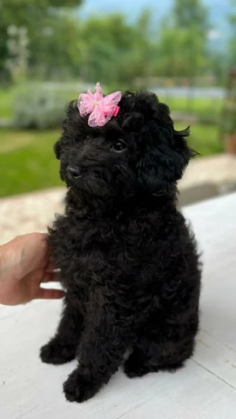 Barboncini Toy Nero Pedigree Enci  | Foto 1