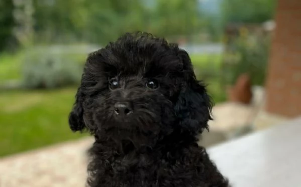 Barboncini Toy Nero Pedigree Enci  | Foto 0