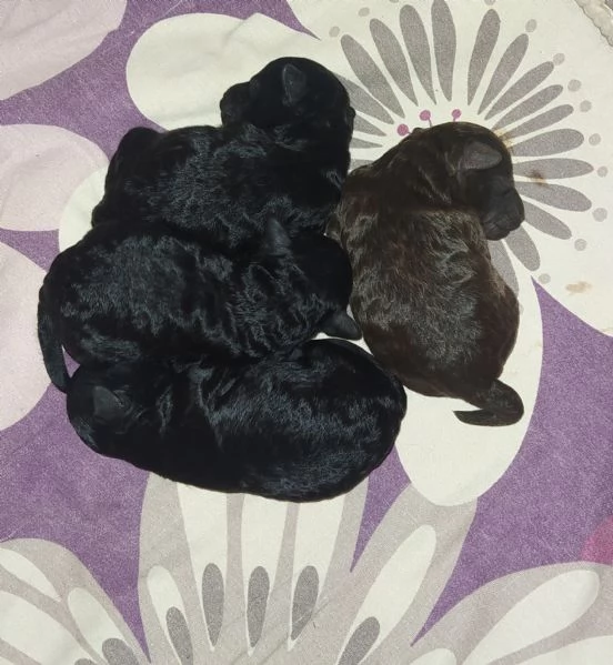 Barboncini Toy nero e marrone  | Foto 0