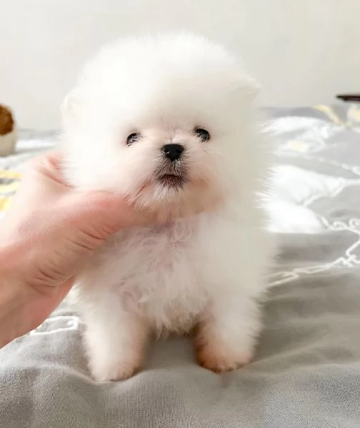 Spitz Pomerania toy di 3 mesi | Foto 0