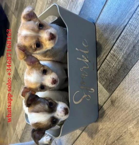 Bellissimi piccoli chihuahua di razza.