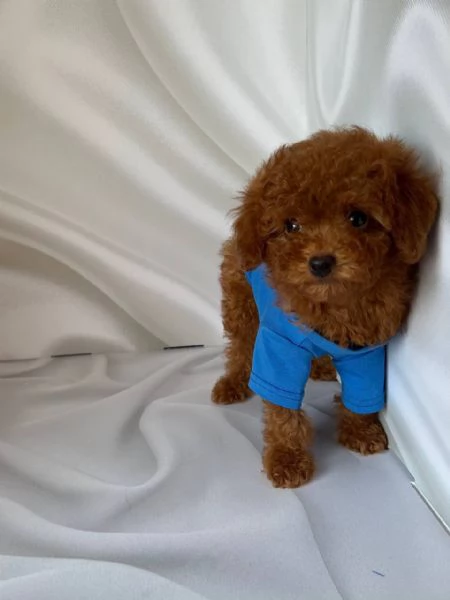 Barboncini toy maschi e femmine | Foto 0