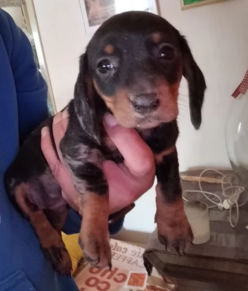 Bassotto nano tedesco  | Foto 5