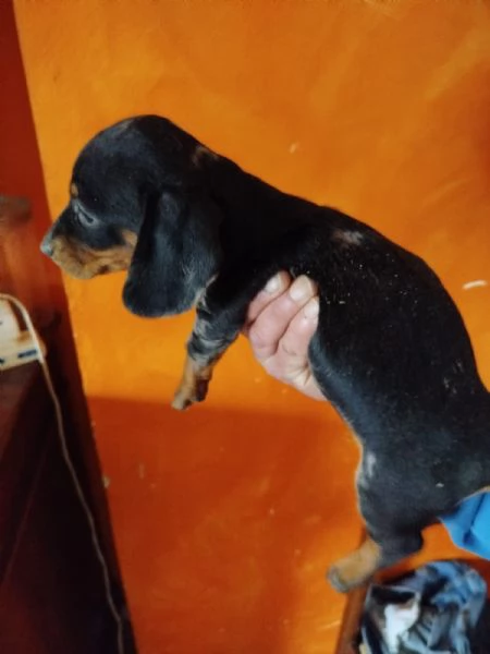 Bassotto nano tedesco  | Foto 4