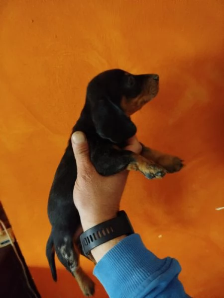 Bassotto nano tedesco  | Foto 3