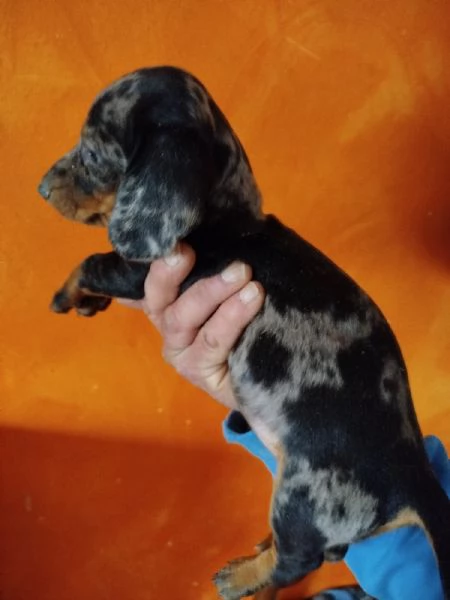 Bassotto nano tedesco  | Foto 2