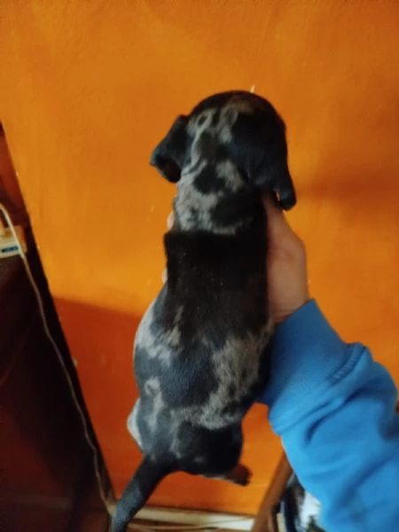 Bassotto nano tedesco  | Foto 1