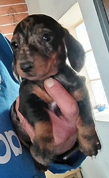 Bassotto nano tedesco 