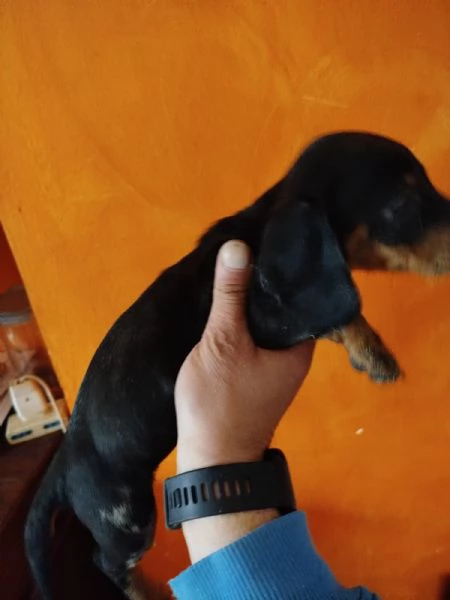 Bassotto nano tedesco  | Foto 0