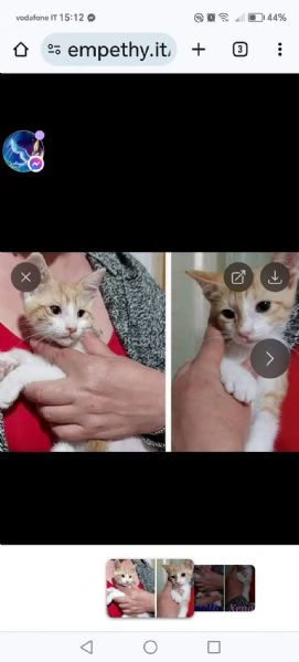 Xena e Apollo cercano casa | Foto 6