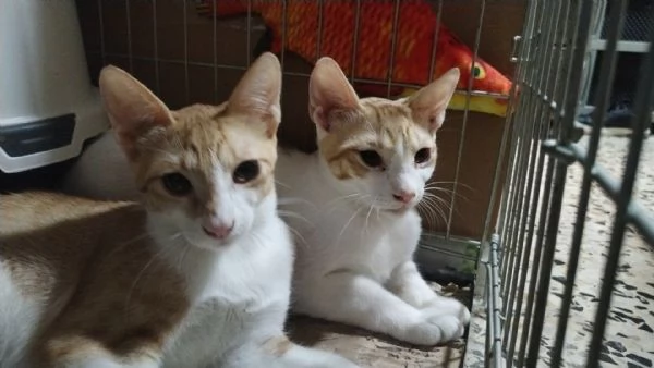 Xena e Apollo cercano casa | Foto 5