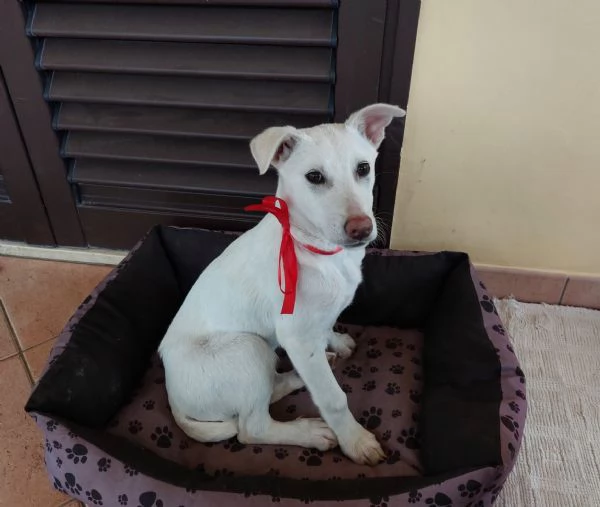 Neve e kira | Foto 0