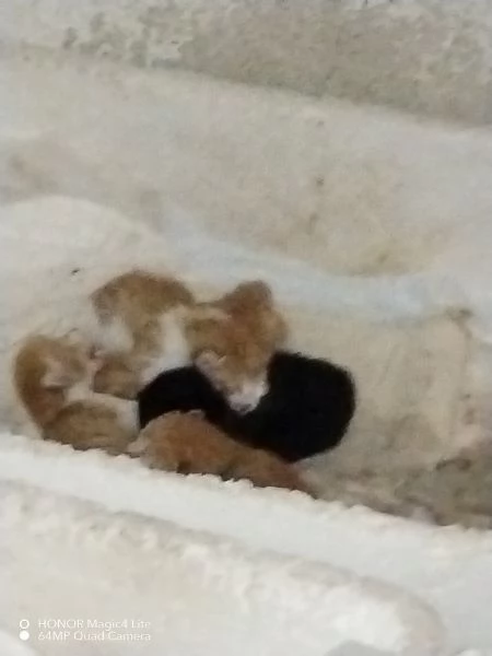 8 gattini, 3 nati il 1 marzo, 5 il 16 marzo