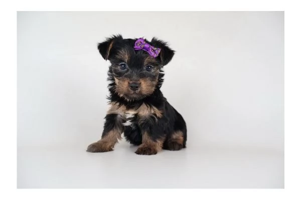 Regalo cucciolo YORKSHIRE Terrier