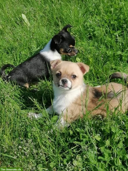 Cuccioli di Chihuahua toy Disponible per l 'adozione