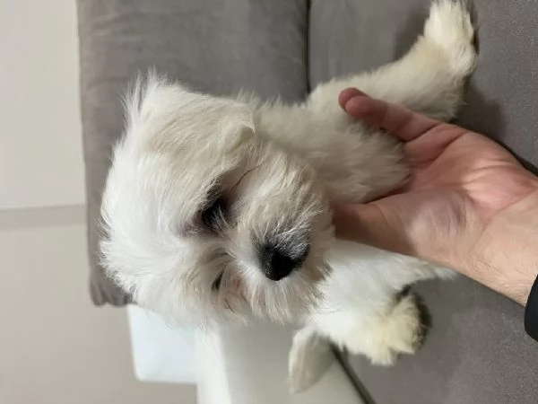 regalo cuccioli di Maltese maschi e femmine | Foto 1