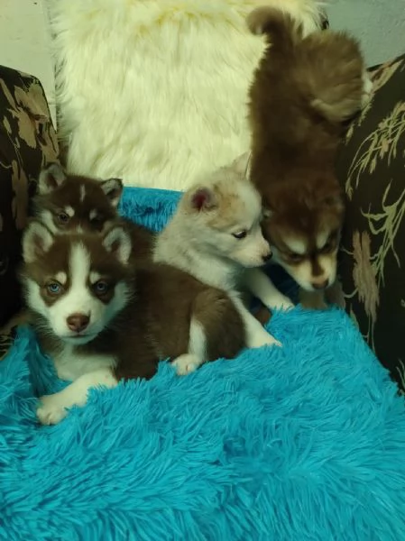 regalo cuccioli di Husky maschi e femmine | Foto 1