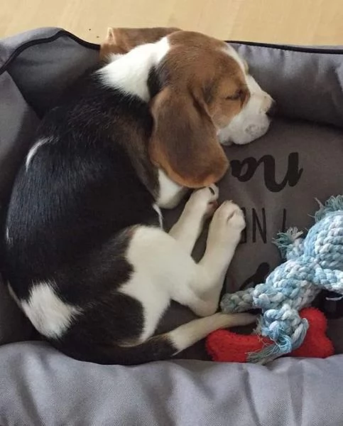 Regala cuccioli di beagle | Foto 2