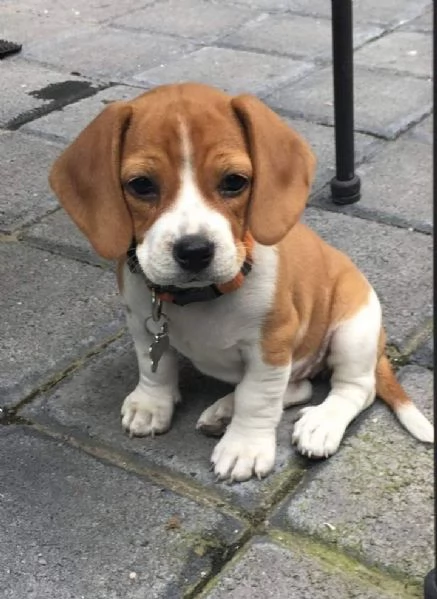Regala cuccioli di beagle | Foto 0