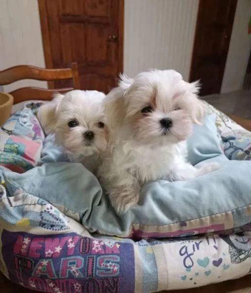 Regala cuccioli di Maltese | Foto 2