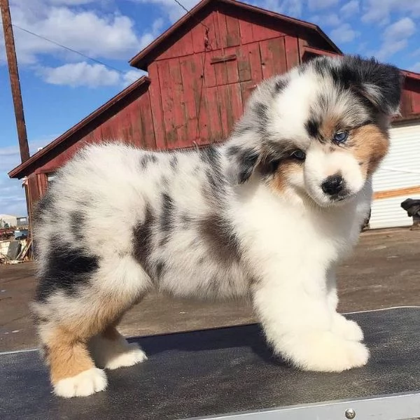 adorabili cuccioli pastore australiano femminucce e maschietti disponibili i cuccioli sono vaccinati