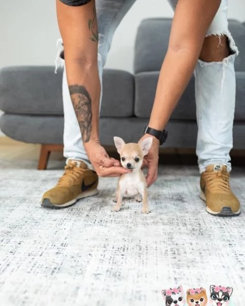 2 splendide femmine! e 1 maschio in regalo | Foto 2