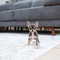 2 splendide femmine! e 1 maschio in regalo | Foto 1