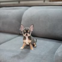 2 splendide femmine! e 1 maschio in regalo