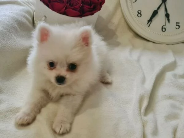 Cuccioli di Super Pomerania ora disponibili | Foto 3