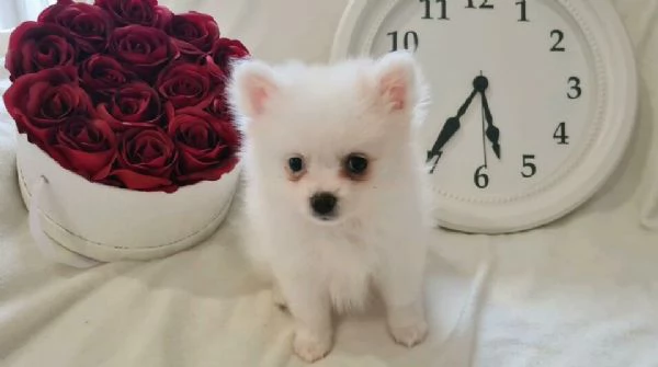 Cuccioli di Super Pomerania ora disponibili | Foto 2