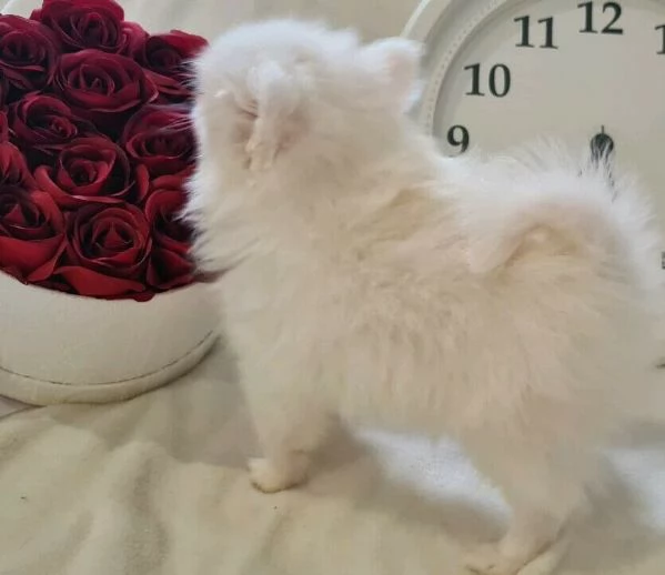 Cuccioli di Super Pomerania ora disponibili | Foto 0