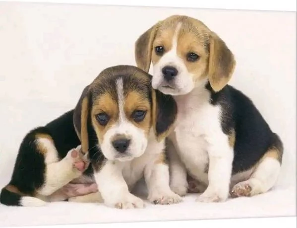 Beagle - Beagle maschi e femmine!! | Foto 0