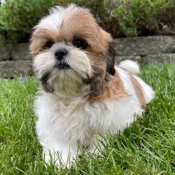 Regalo CUCCIOLI PASTORE TEDESCO CUCCIOLI DI PASTORE TEDESCO SONO 3 FEMMINE E 2 MASCHIO. LE FOTO SONO