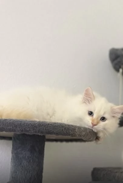 Gattino siberiano e gatta siberiana  | Foto 2