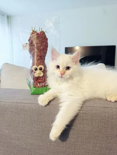 Gattino siberiano e gatta siberiana  | Foto 1