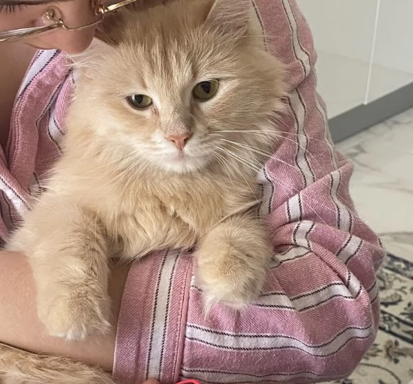 Gattino siberiano e gatta siberiana  | Foto 0