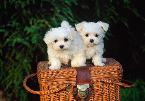 Cuccioli di Teacup Maltese in adozione