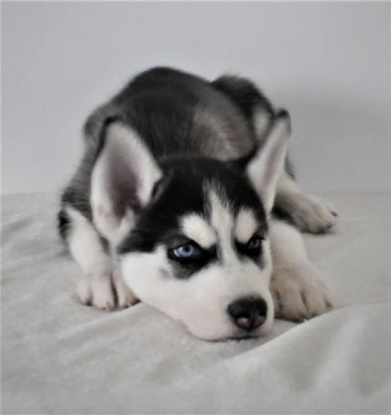 Cuccioli di Siberian Husky magnifici | Foto 4