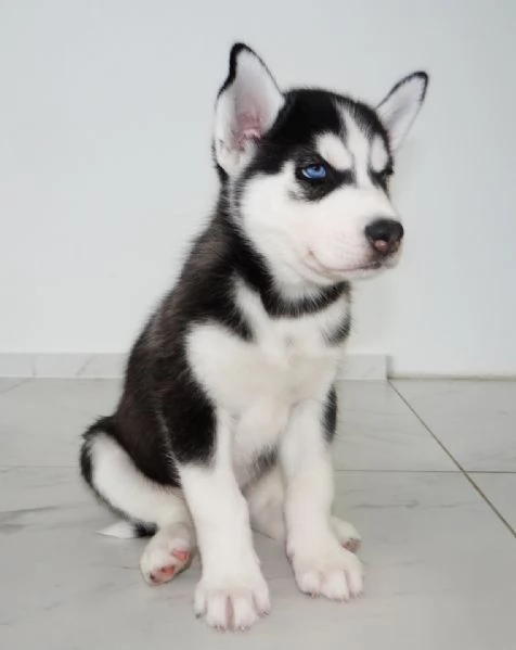 Cuccioli di Siberian Husky magnifici | Foto 3