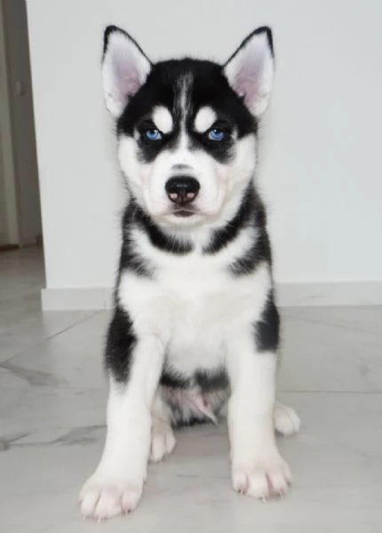 Cuccioli di Siberian Husky magnifici | Foto 2
