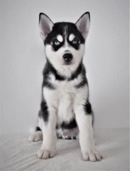Cuccioli di Siberian Husky magnifici | Foto 1