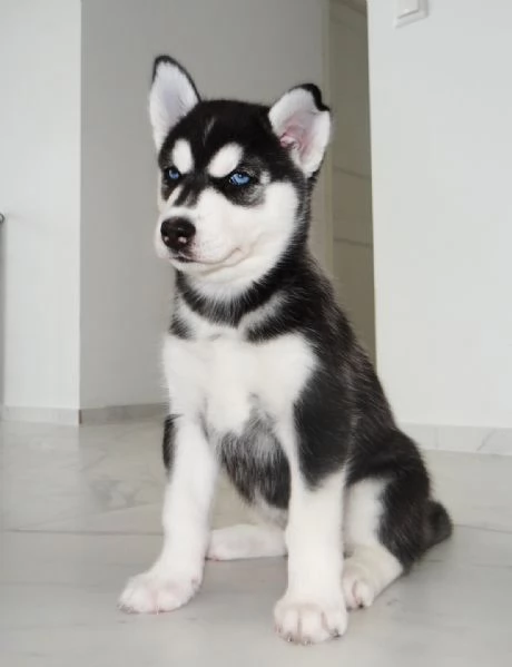 Cuccioli di Siberian Husky magnifici | Foto 0