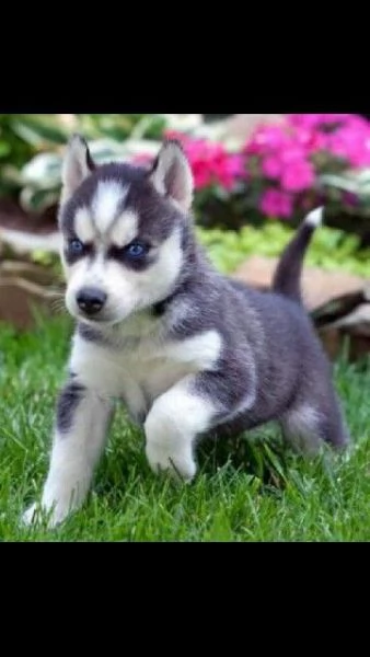Cuccioli di Siberian Husky magnifici