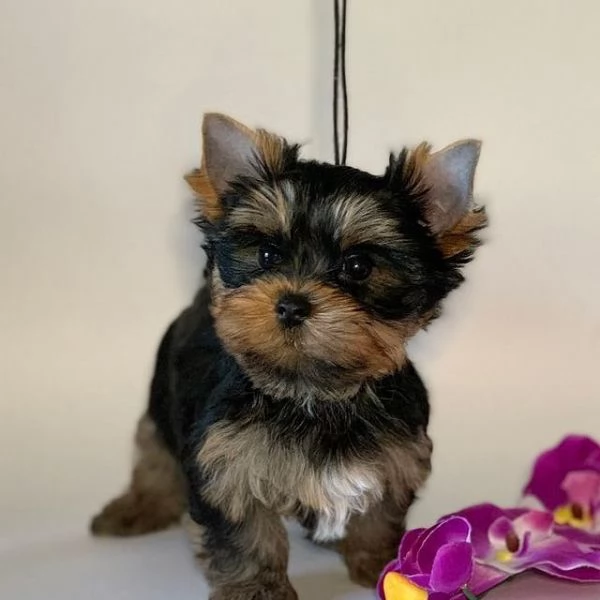 Regalo cuccioli di yorkshire mini toy fantastici e piccoli