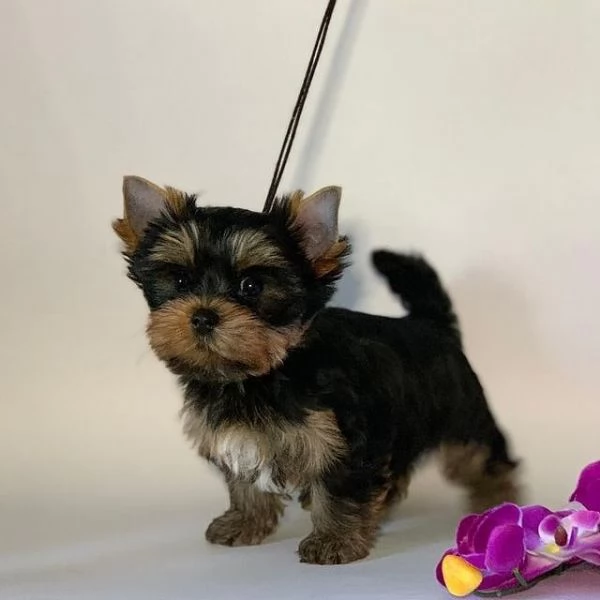 Regalo cuccioli di yorkshire mini toy fantastici e piccoli | Foto 2