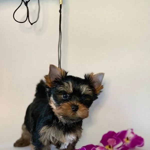 Regalo cuccioli di yorkshire mini toy fantastici e piccoli | Foto 1