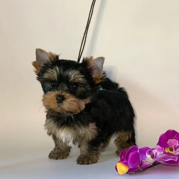 Regalo cuccioli di yorkshire mini toy fantastici e piccoli | Foto 0