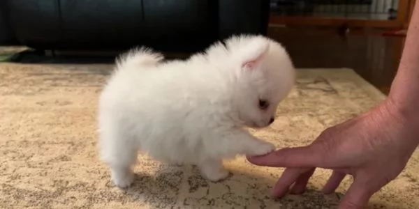 Cucciolo di Pomerania