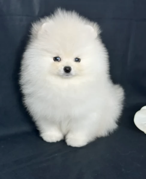  regalo cuccioli di pomerania bellissimi | Foto 2