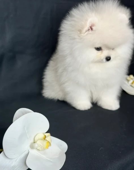  regalo cuccioli di pomerania bellissimi